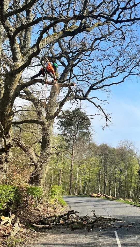 Craig MacNeil working at height in the forest