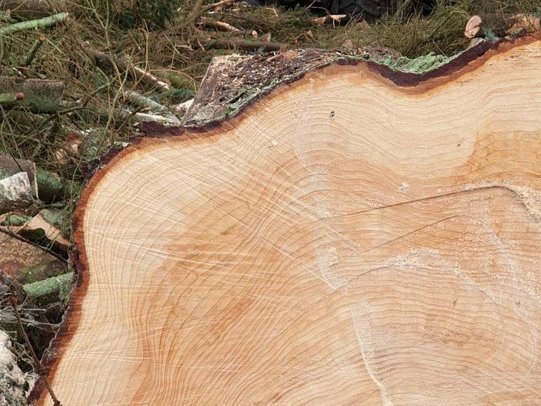 The cut face of a large felled conifer with a forwarder loading behind