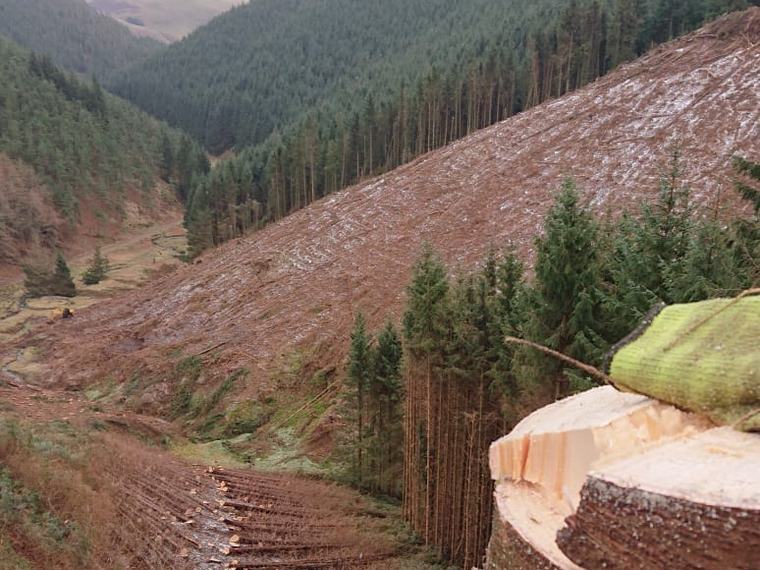 A frosted valley of felled timber seen from beside a freshly cut stump
