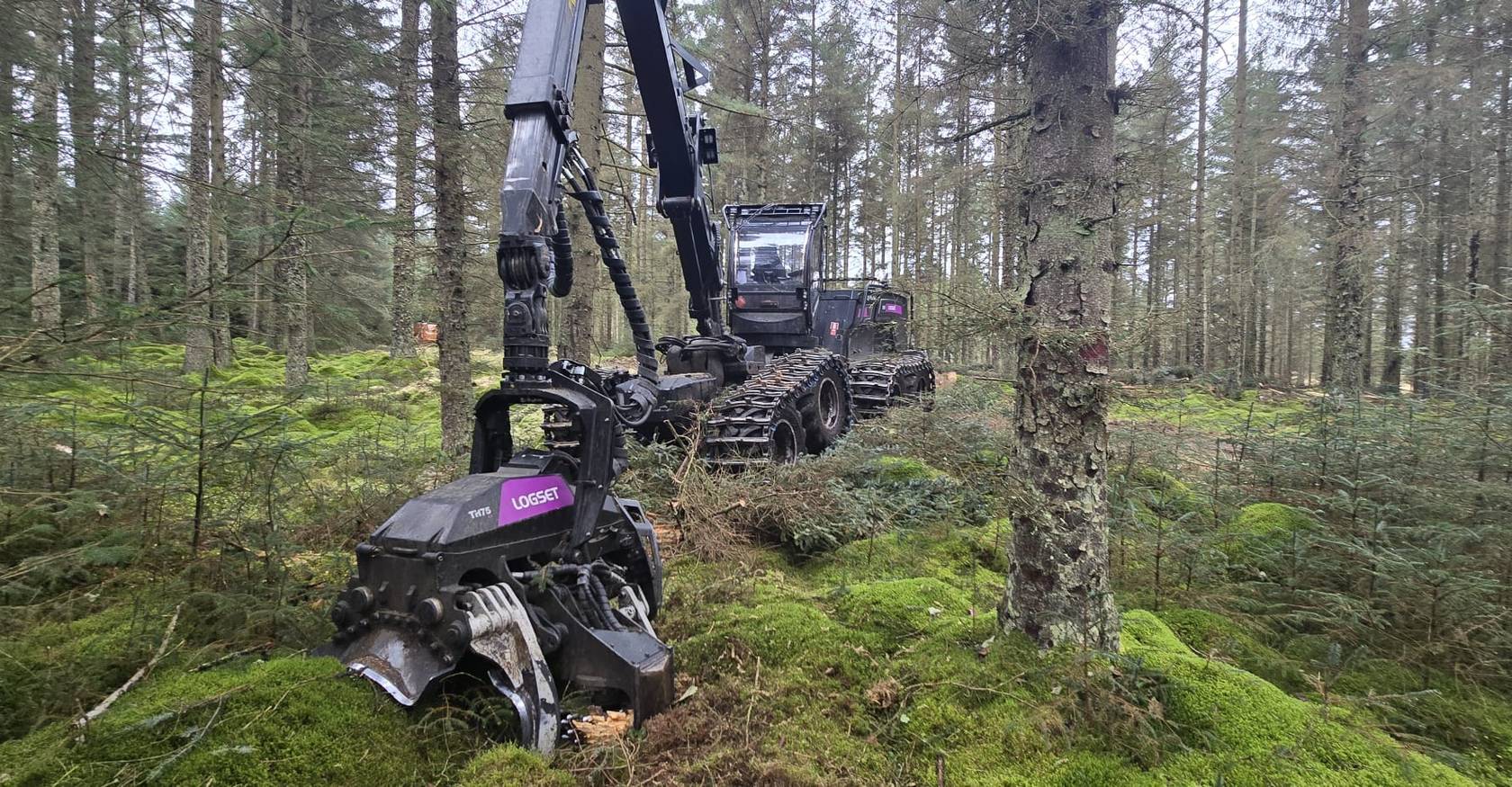 A harvester working among mature conifers on the moss-covered floor of Kielder Forest
