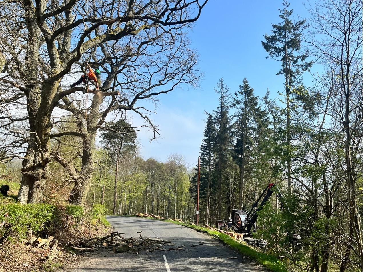 A climber working high in an oak tree in Kielder Forest with a forestry machine on the road below
