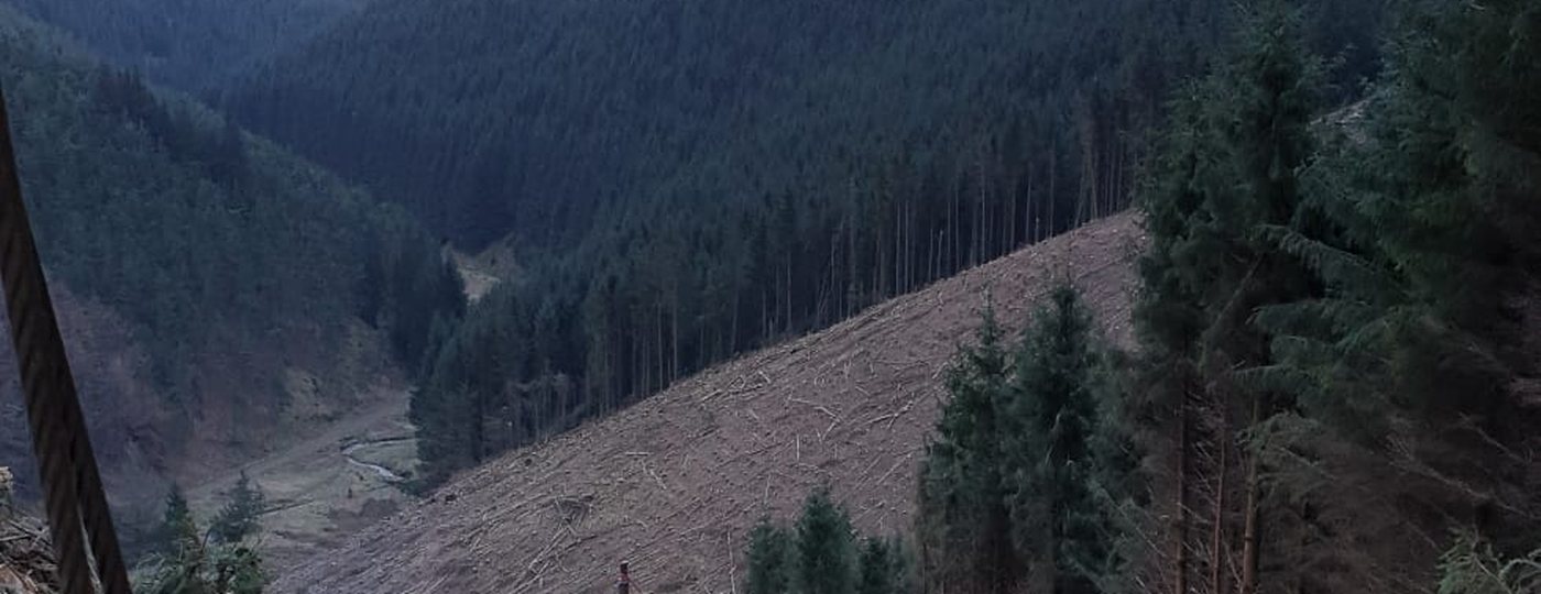 A forest valley of felled timber with winch cable in the foreground