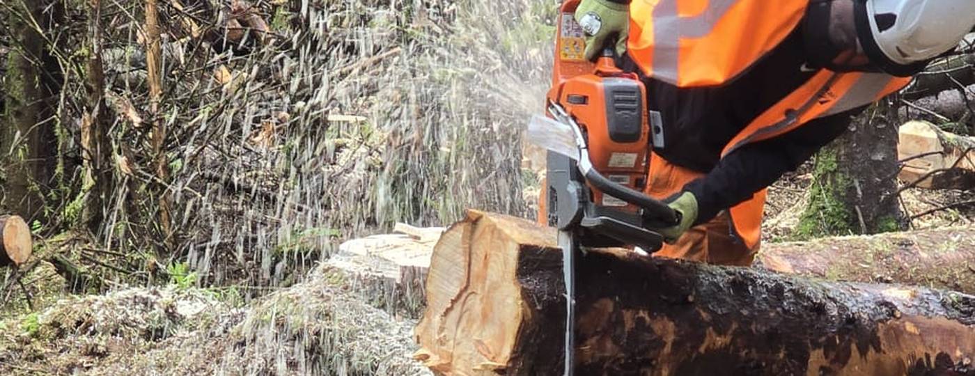 A chainsaw operator cross-cutting a felled stem, chips flying