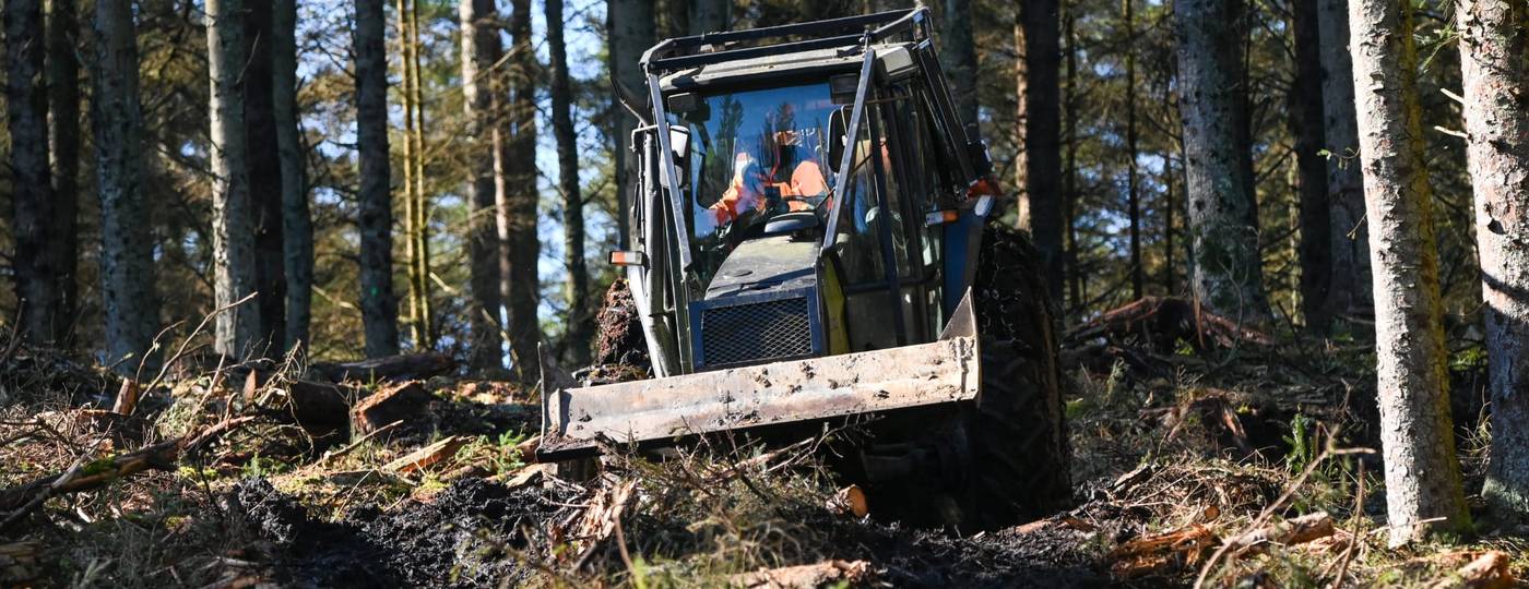 A forestry skidder working between conifer rows in bright sunlight