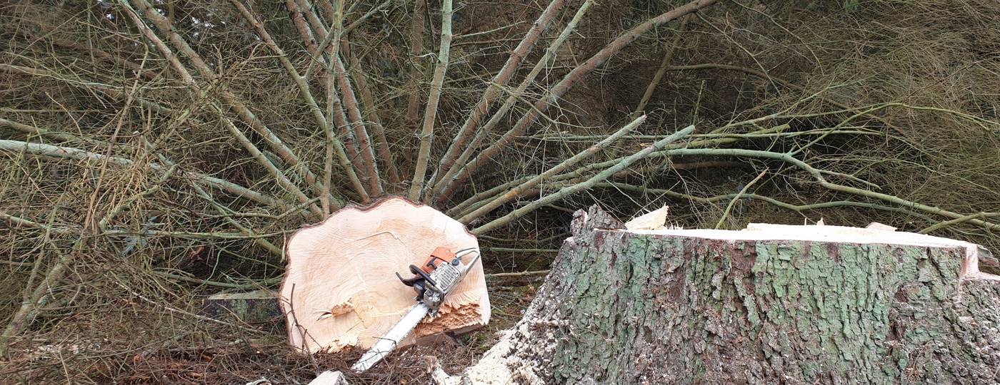 A chainsaw resting on the freshly cut face of a large felled tree